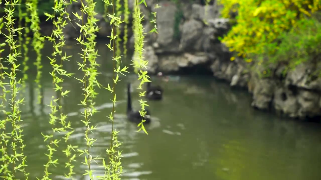 中国古典园林南京瞻园春天万物复苏柳树生长，天鹅在庭院池塘里游泳视频下载
