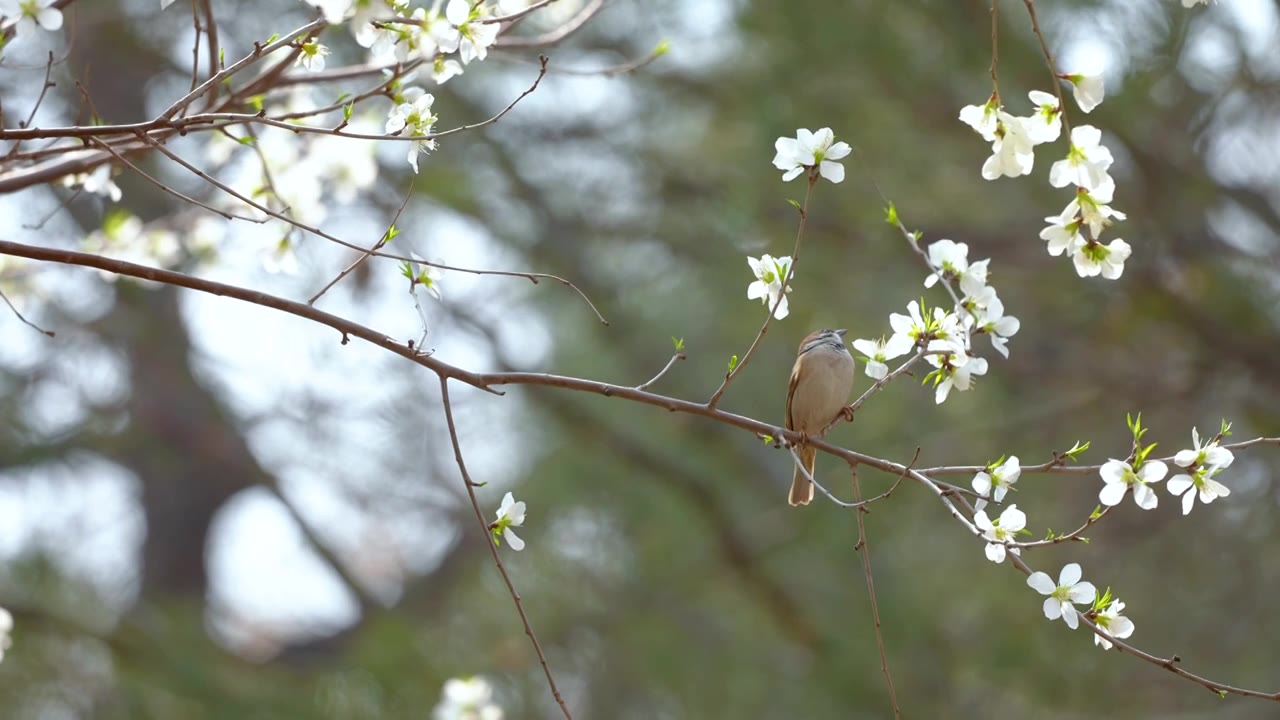 4k慢镜头-春天绽放的梨花与调皮的麻雀视频素材