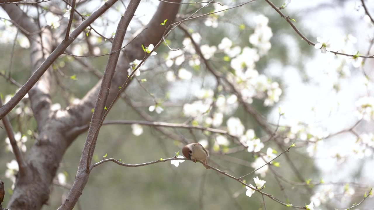 4k慢镜头-春天绽放的梨花与调皮的麻雀视频素材