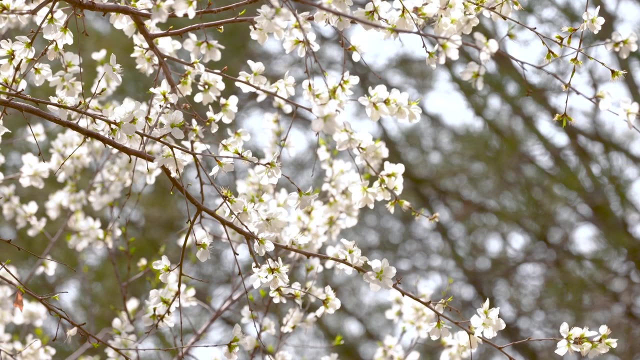 4k慢镜头-春天绽放的梨花视频素材