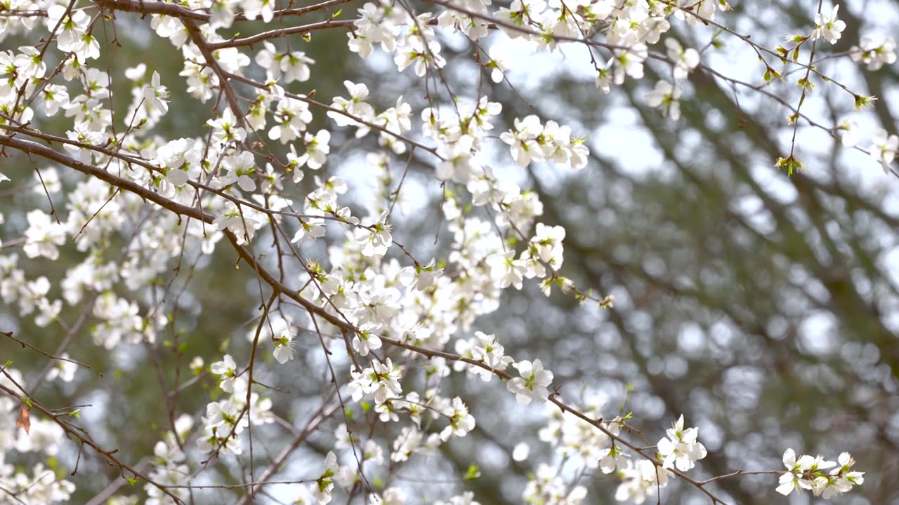 4k慢镜头-春天绽放的梨花视频素材