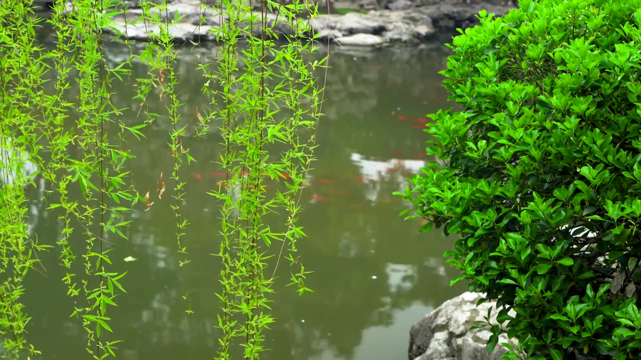 中国古典园林南京瞻园春天万物复苏柳树发芽生长视频下载