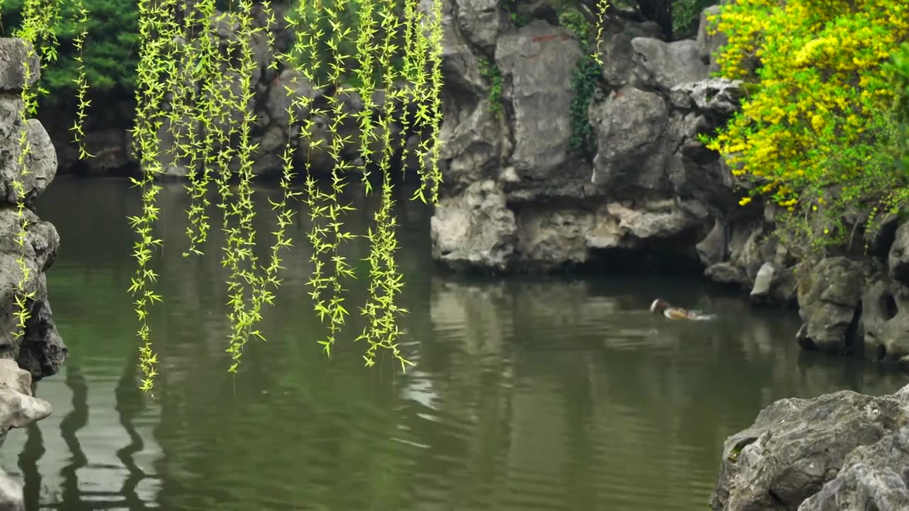 中国古典园林南京瞻园春天万物复苏柳树生长，小鸭子在庭院池塘里嬉戏视频下载