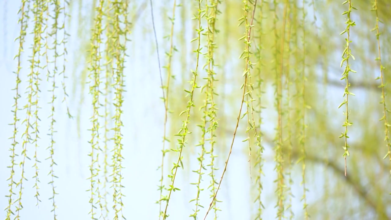 4K慢镜头-春风中摇曳的柳树枝桠视频素材