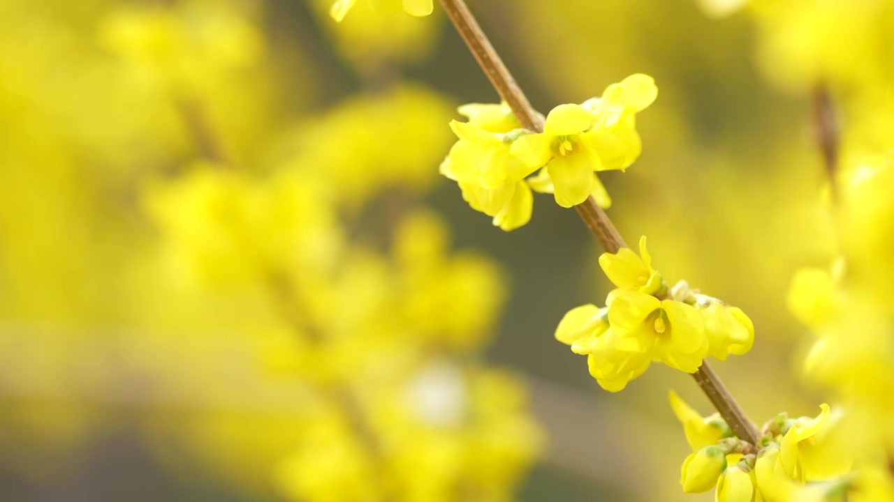 4K慢镜头-春天绽放的迎春花视频素材