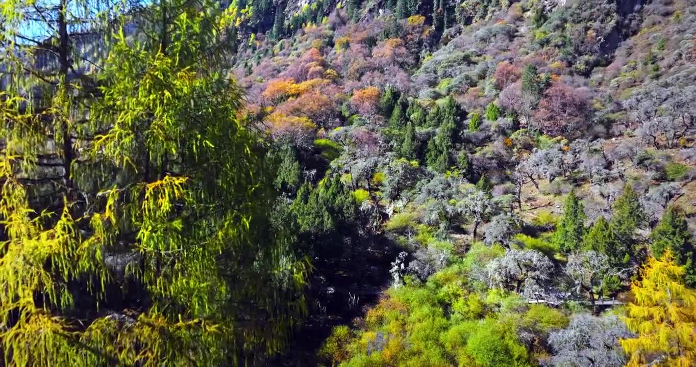 秋天 秋季 川西 雪山 森林  蓝天 白云 (合集)视频素材