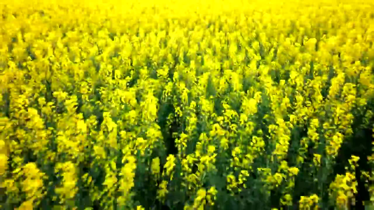 风中摇曳的油菜花视频素材