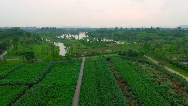 成都锦江白鹭湾生态湿地公园视频素材