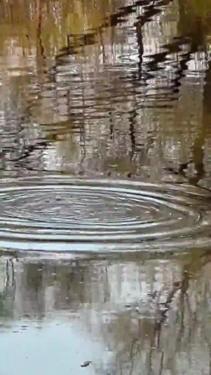 湖水中一只潜水觅食的小野鸭野鸭视频下载