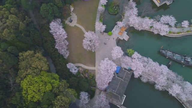 The turtle head isle of taihu lake cherry blossoms in full bloom视频素材
