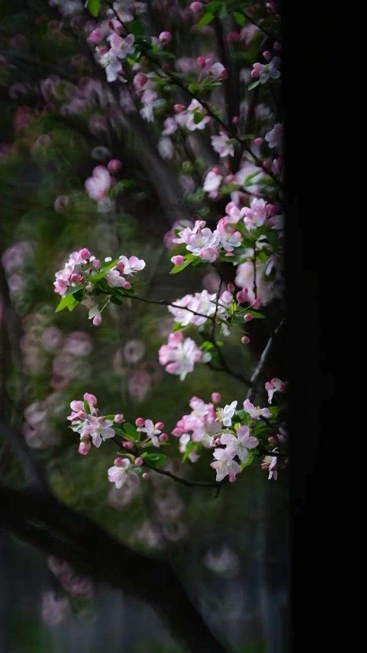 春暖花开樱红柳绿视频素材