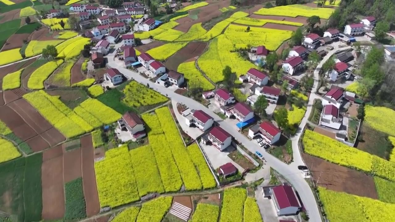 陕西汉中：航拍春天盛开的油菜花和美丽乡村视频下载