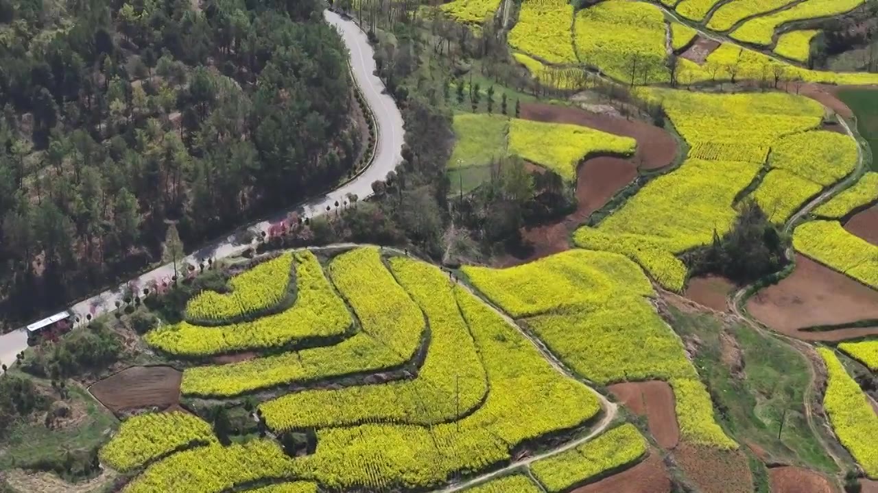 陕西汉中：航拍春天盛开的油菜花和美丽乡村视频下载