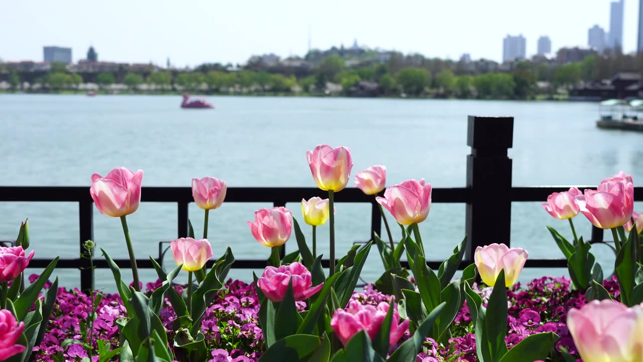 春天春暖花开晴朗天气南京玄武湖公园的郁金香和湖水风光视频素材
