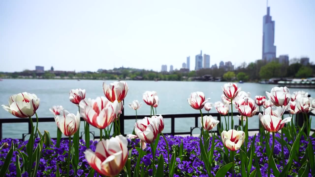 春天春暖花开晴朗天气南京玄武湖公园风中郁金香和波光粼粼的湖水风光视频素材