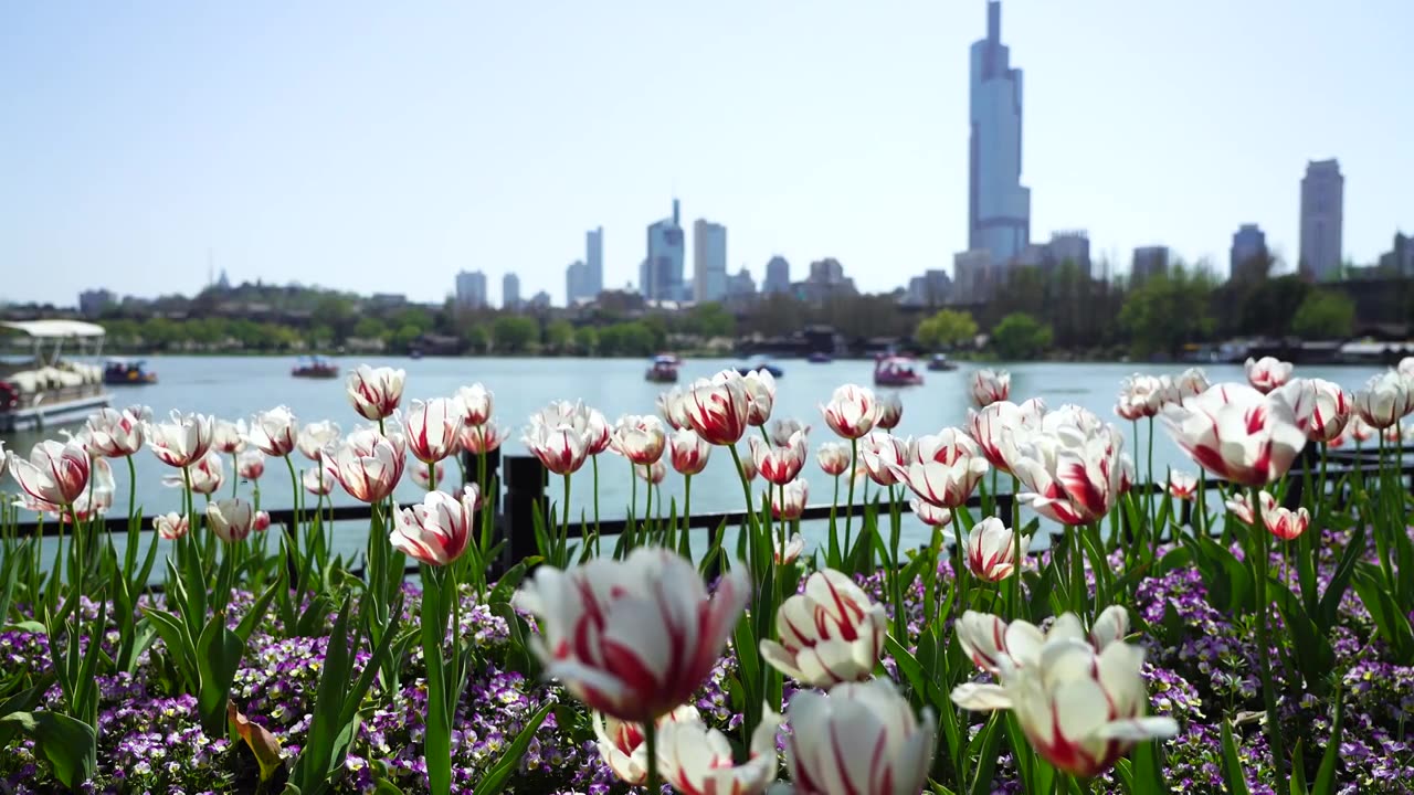 春天春暖花开晴朗天气南京玄武湖公园的风光视频素材