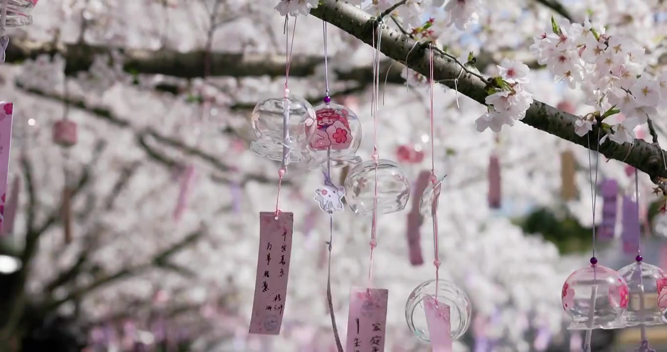 江苏省无锡市太湖鼋头渚风景区樱花和风铃风光视频素材