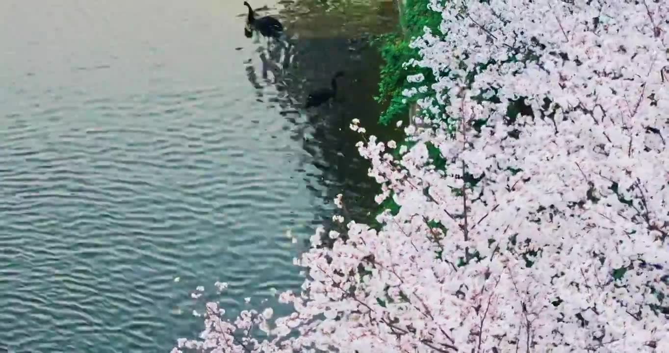长沙晚安家居文化园樱花视频素材