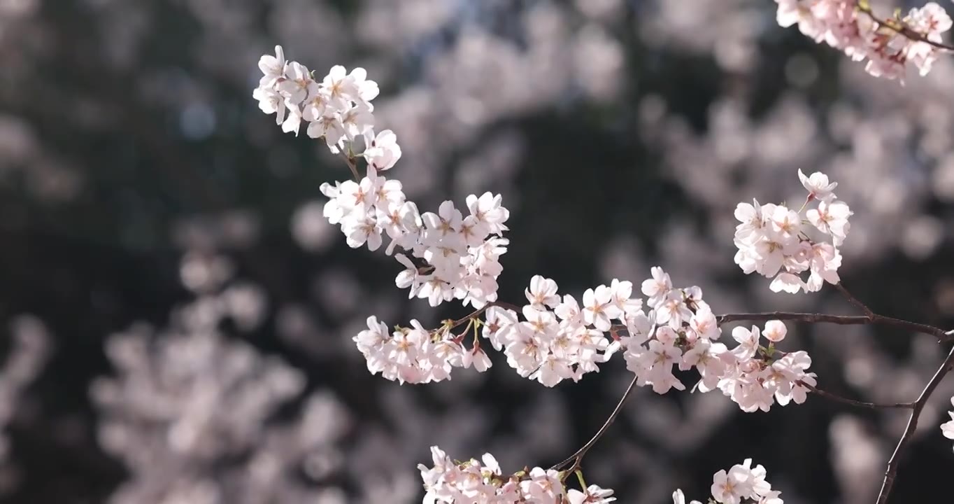 春天樱花盛开视频下载