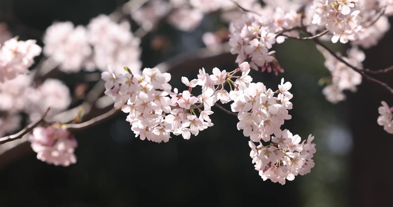 春天樱花盛开视频下载