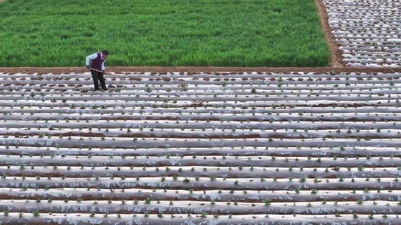 山东枣庄山亭区桑村镇农民在覆膜播种的马铃薯田间管护刚刚出土的幼苗视频下载