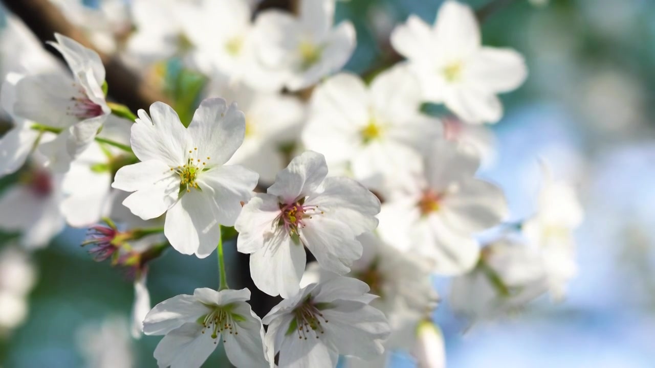 春天绽放的樱花花簇视频素材