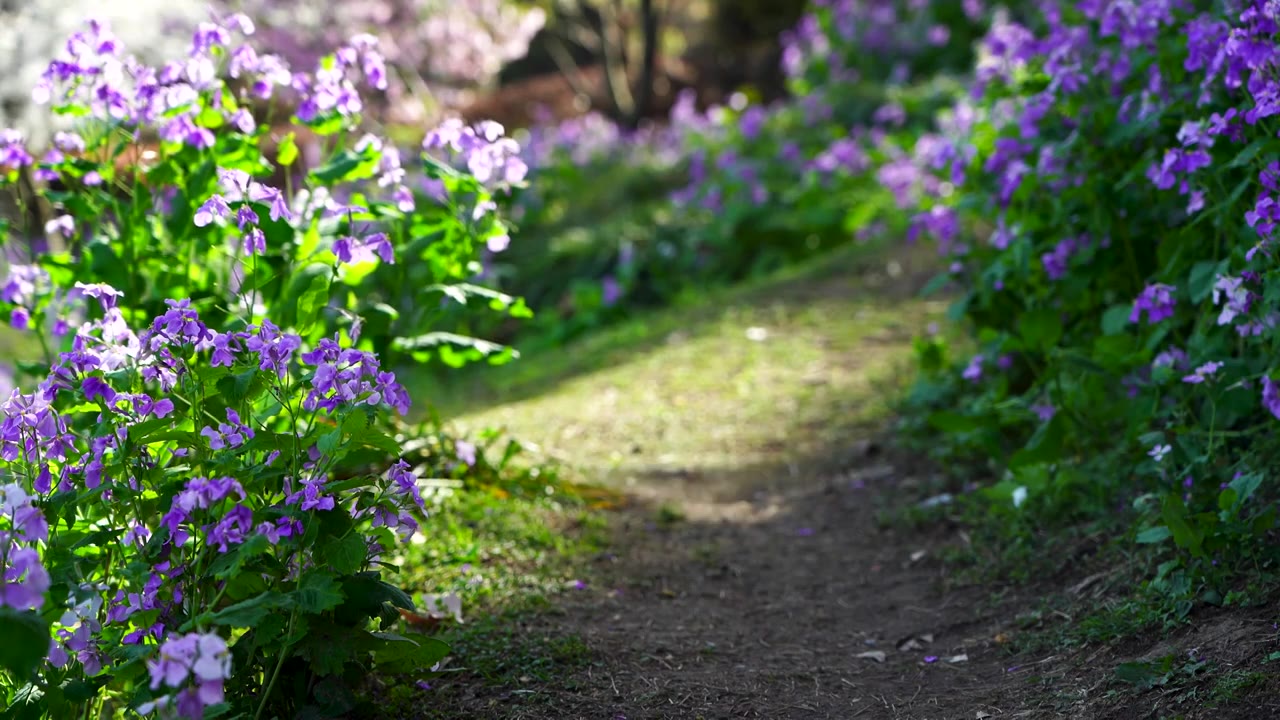 （合集）春天南京玄武湖公园的春色风光视频素材