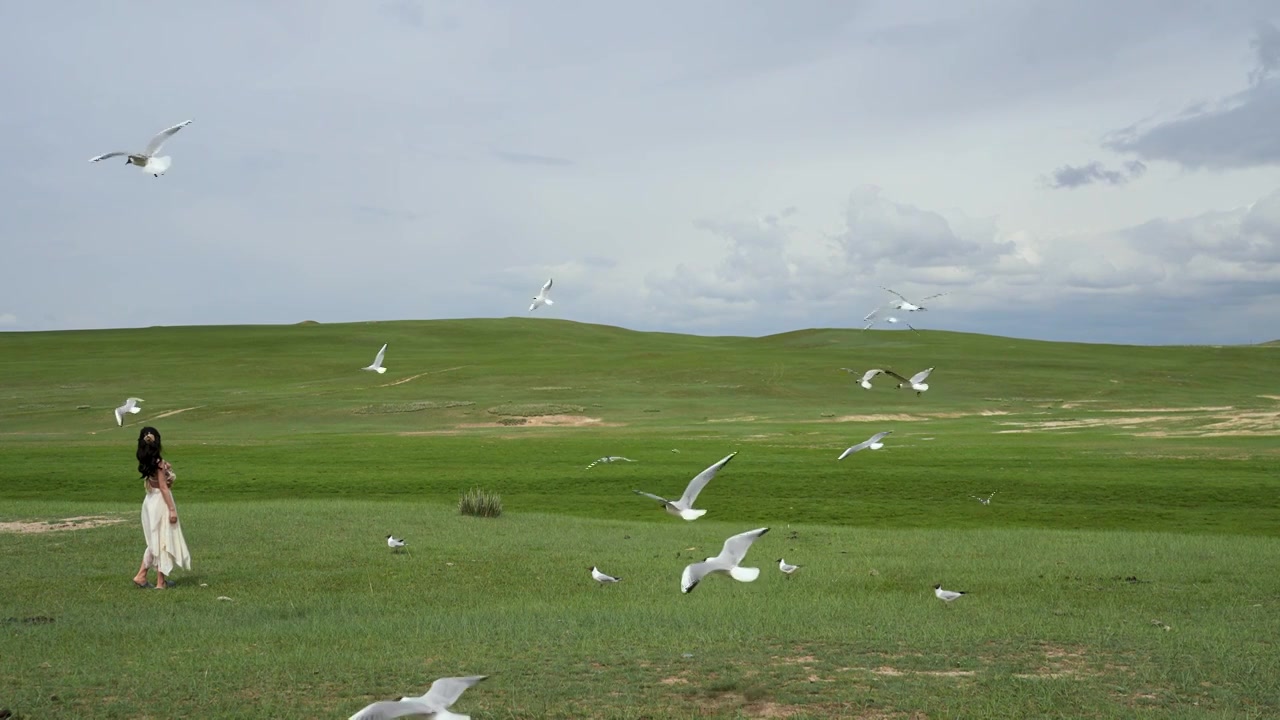 新疆旅游巴音布鲁克草原户外飞翔的海鸥视频素材