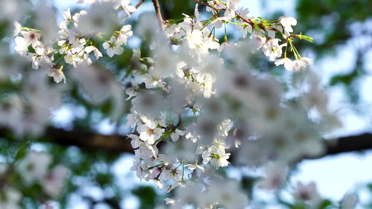 春天盛开绽放的樱花花簇视频素材