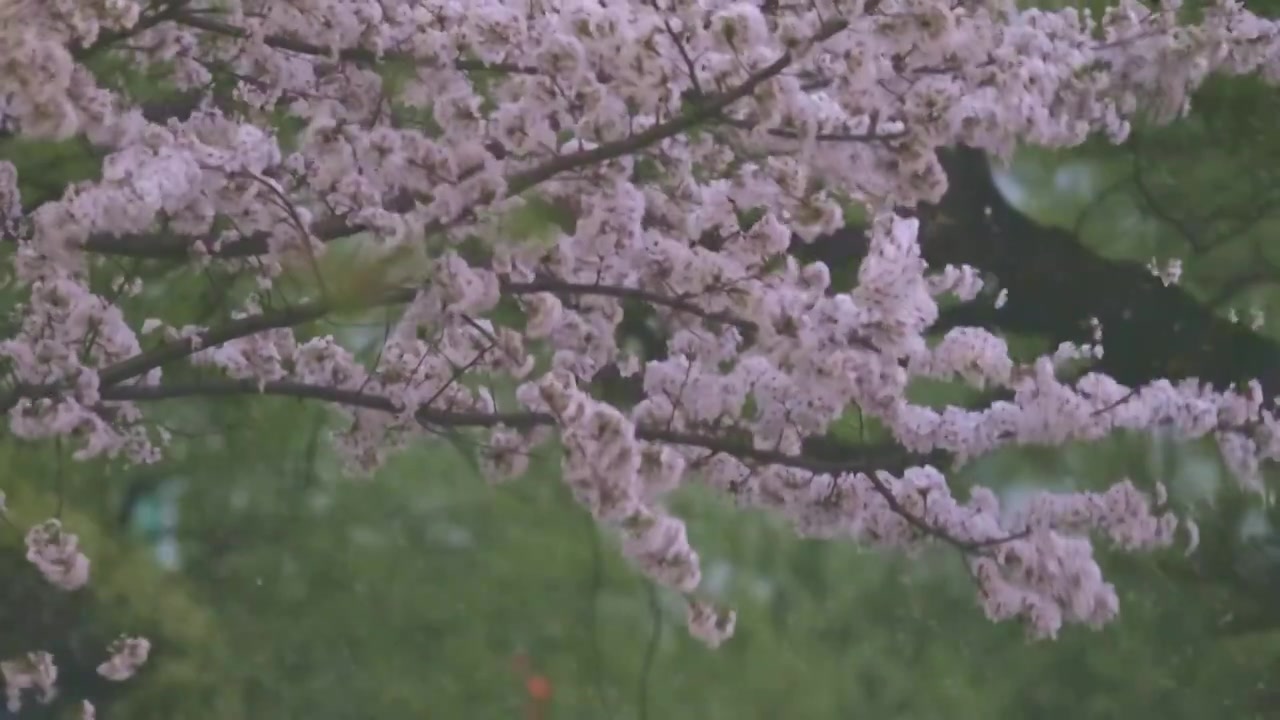 樱花飘落视频下载