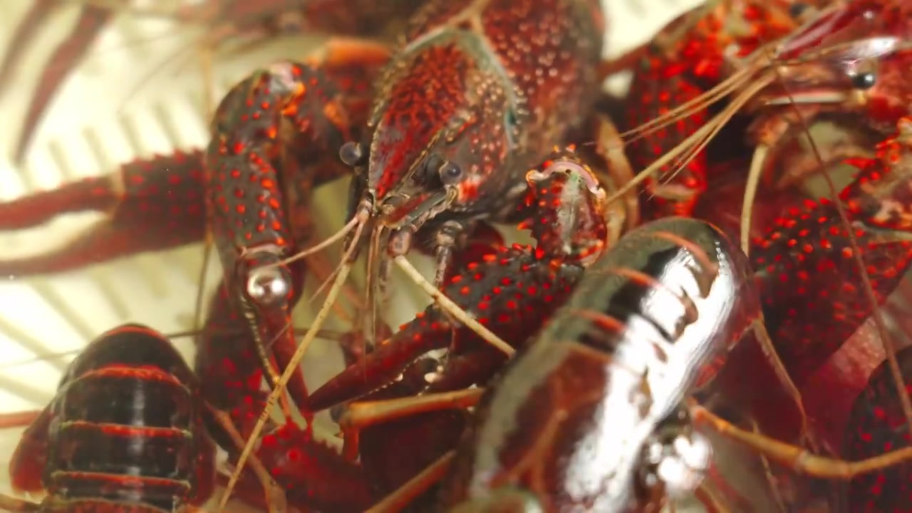 新鲜活小龙虾食材特写视频素材