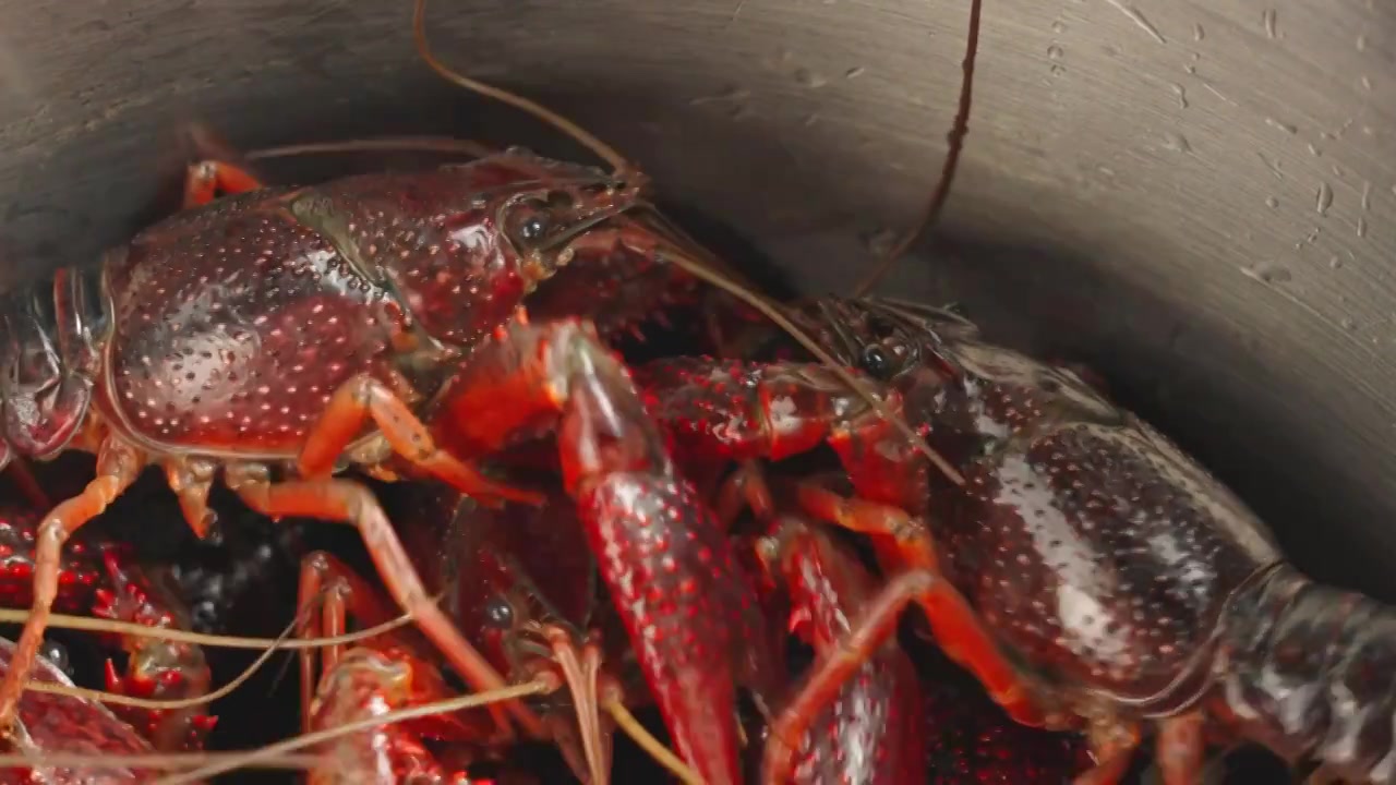 新鲜活小龙虾食材特写视频素材