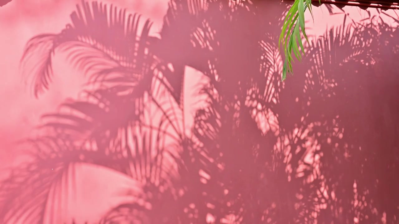 复古红墙上的凤尾竹树影背景素材视频下载