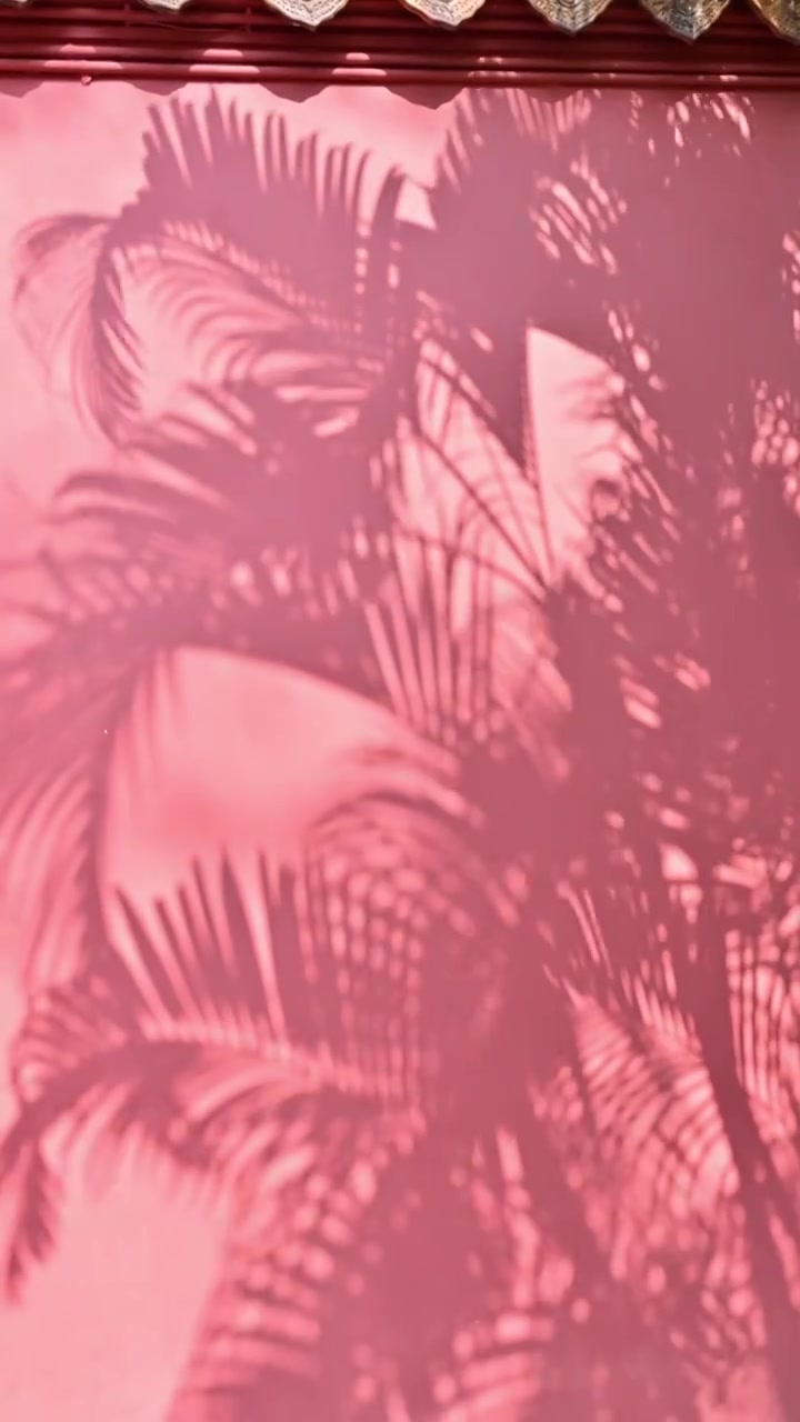 复古红墙上的凤尾竹树影背景素材视频下载