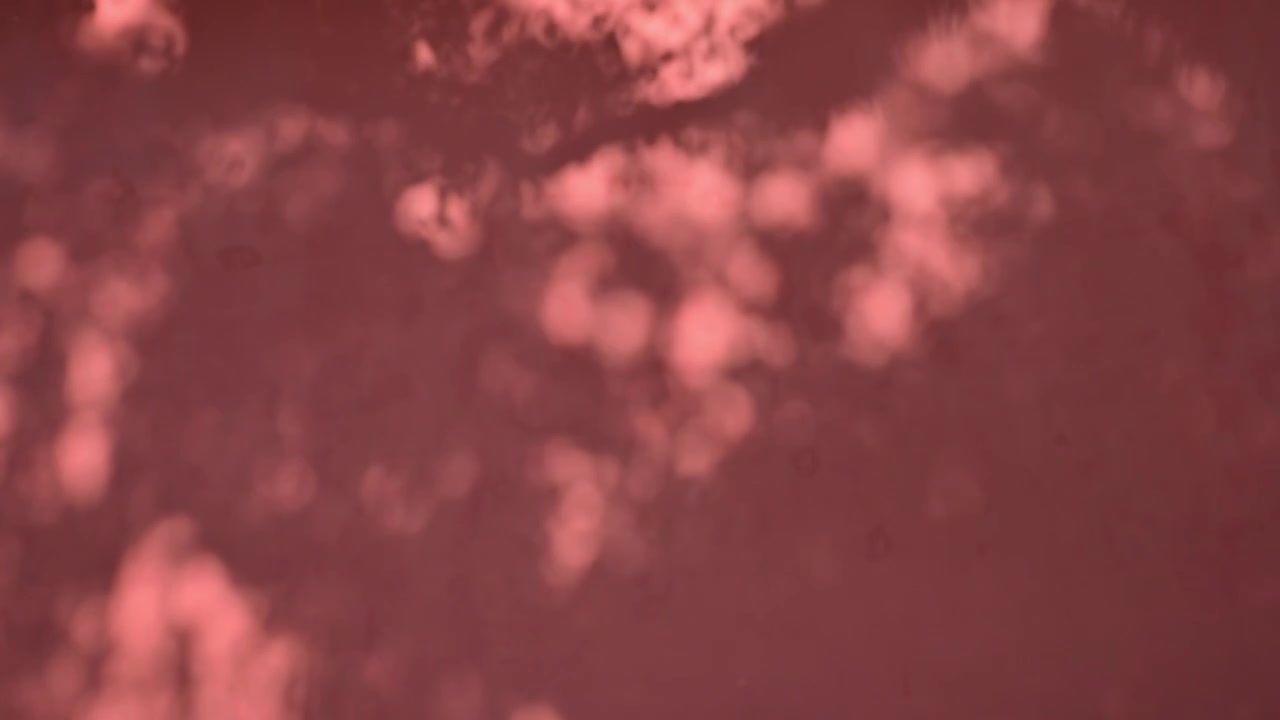 复古红墙树影背景素材视频下载