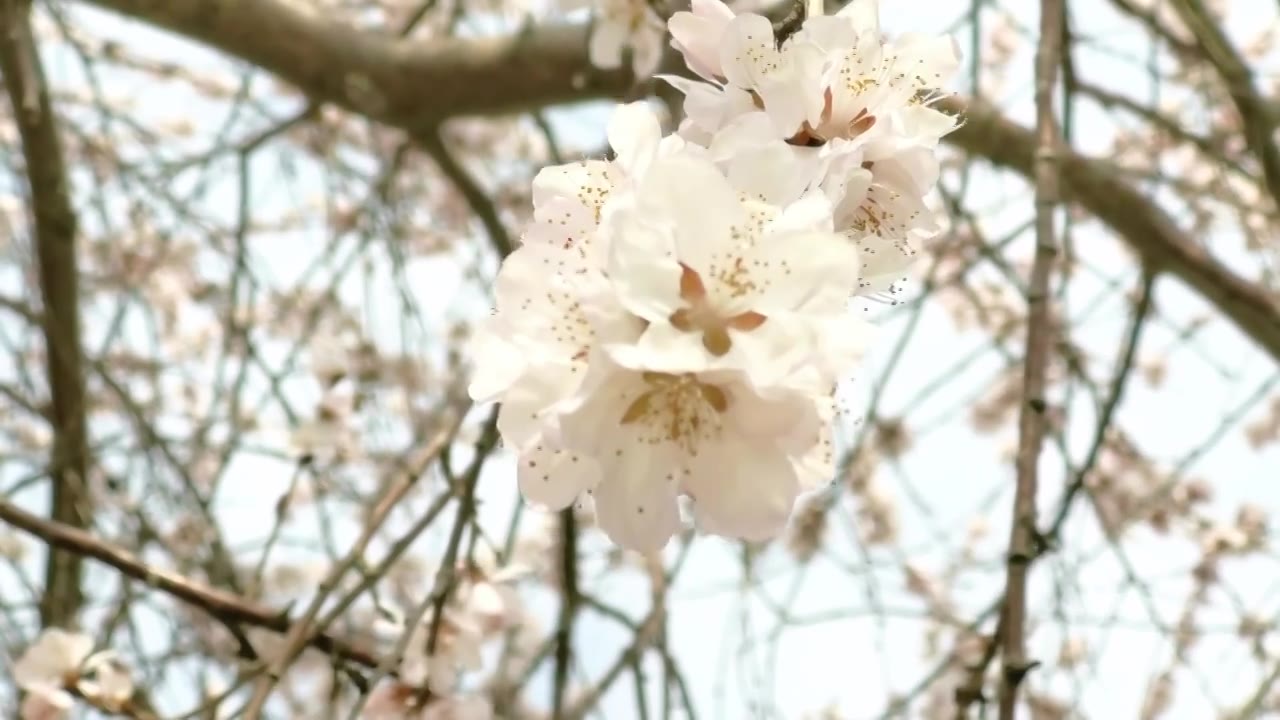 春天盛开的桃花视频下载
