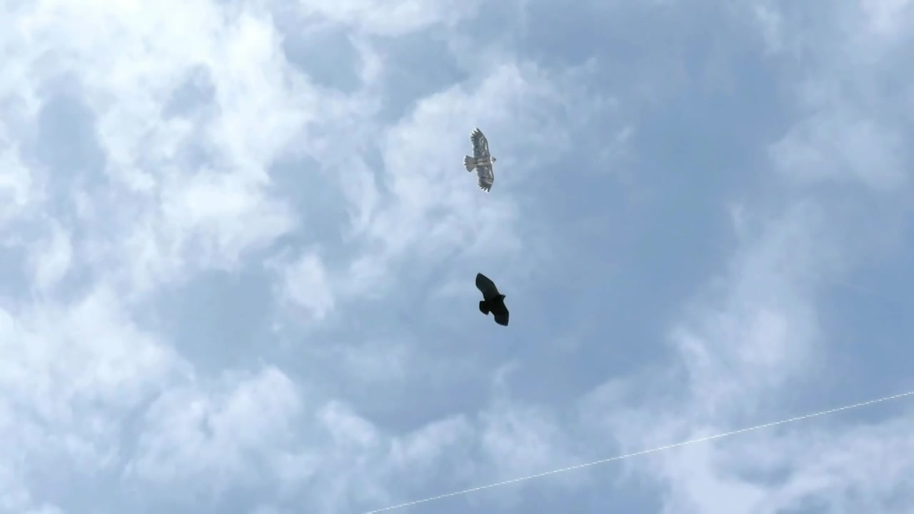 中国辽宁大连金普新区滨海路春天空中放风筝视频下载