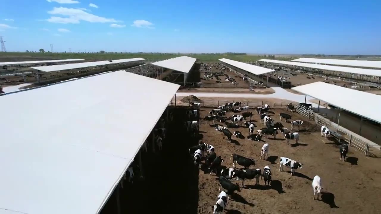 现代化大规模养牛场牛棚航拍视频下载