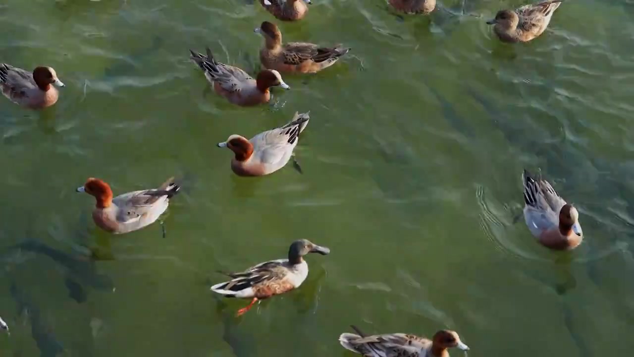 中国广东深圳深圳湾公园的海鸥鸟类视频下载