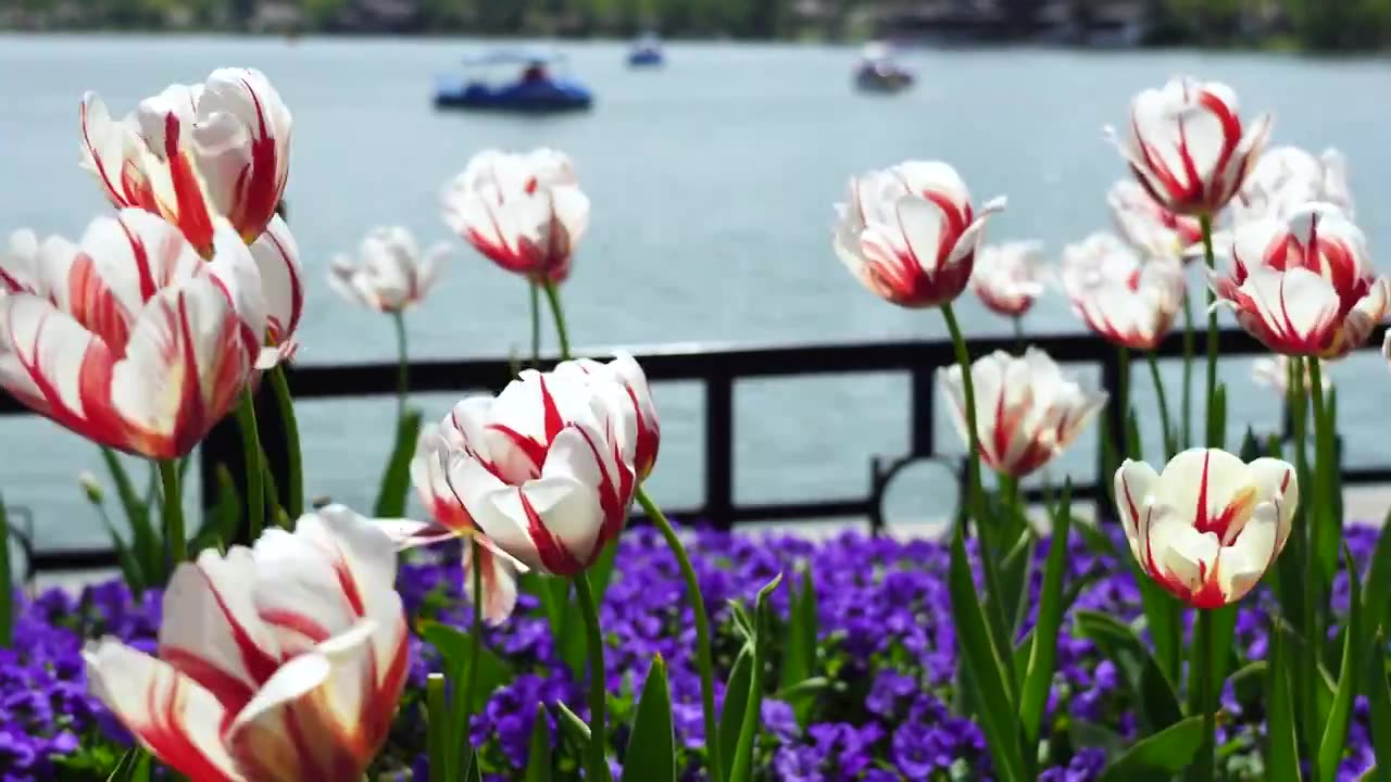 春天南京玄武湖公园郁金香花朵开放视频素材