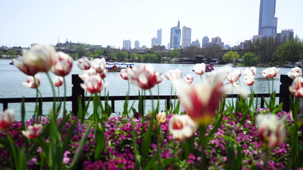 春天春暖花开晴朗天气游客在南京玄武湖公园春游踏青视频下载
