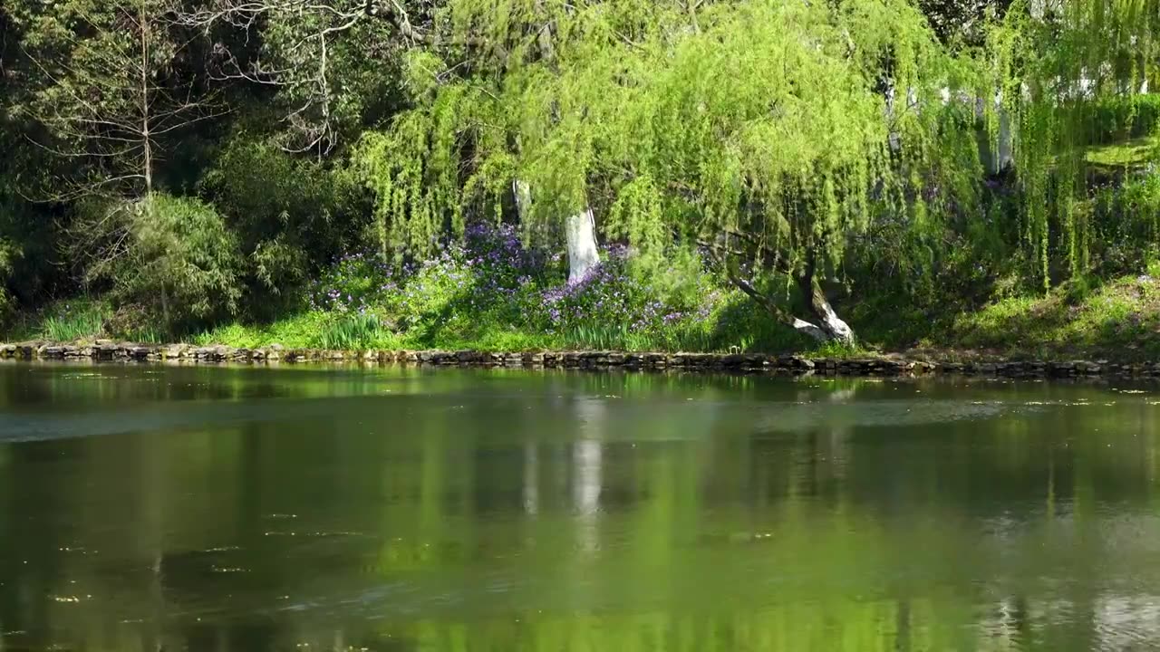 春天柳树柳枝在水中倒影绿意氛围视频下载