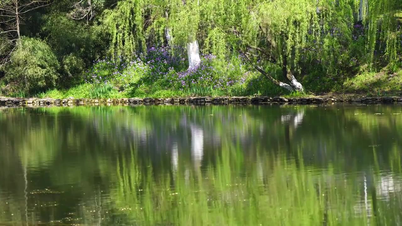 春天柳树柳枝在水中的倒影绿意氛围视频素材