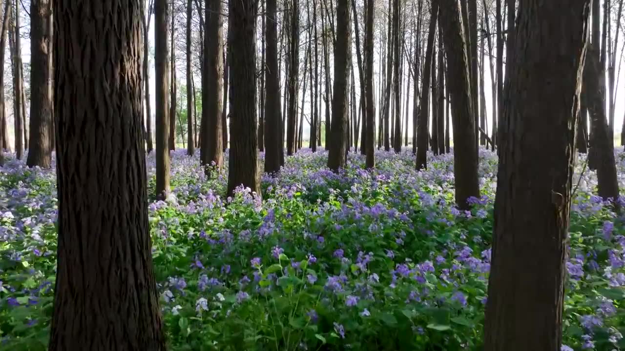 春天在二月兰花海的森林里穿梭视频下载