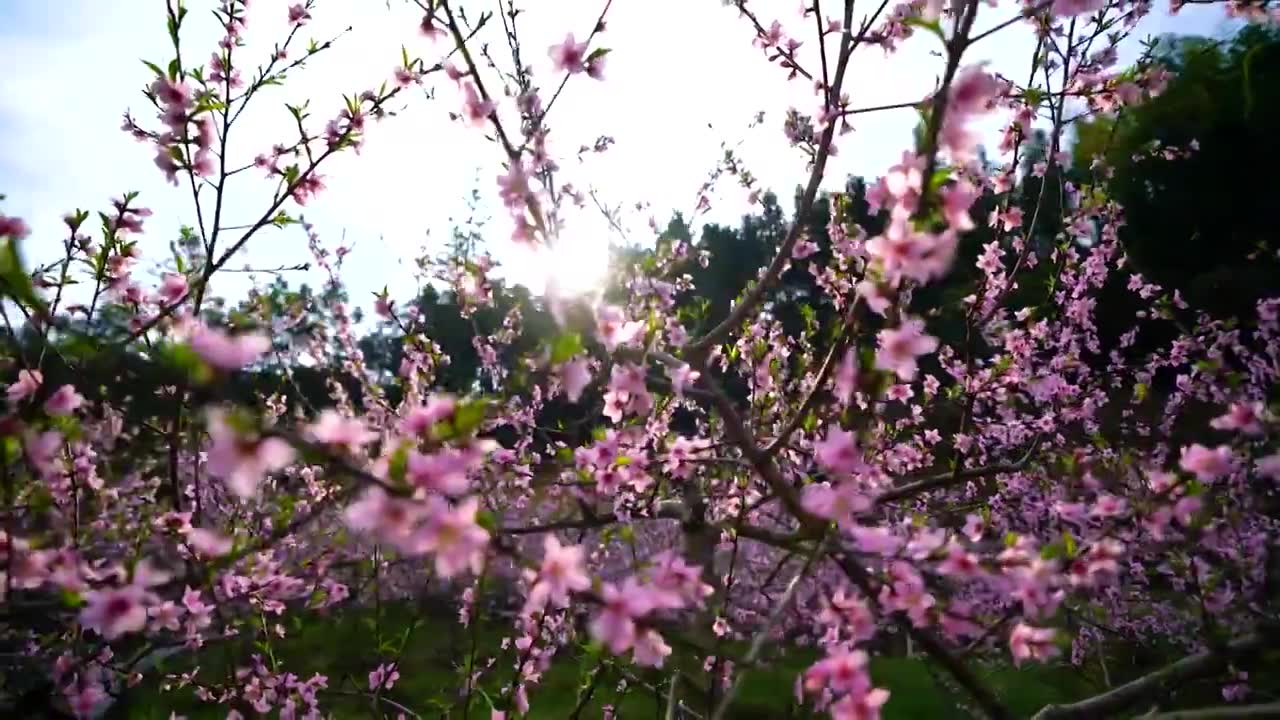 相机拍摄大片桃林桃花盛开美丽景象视频下载