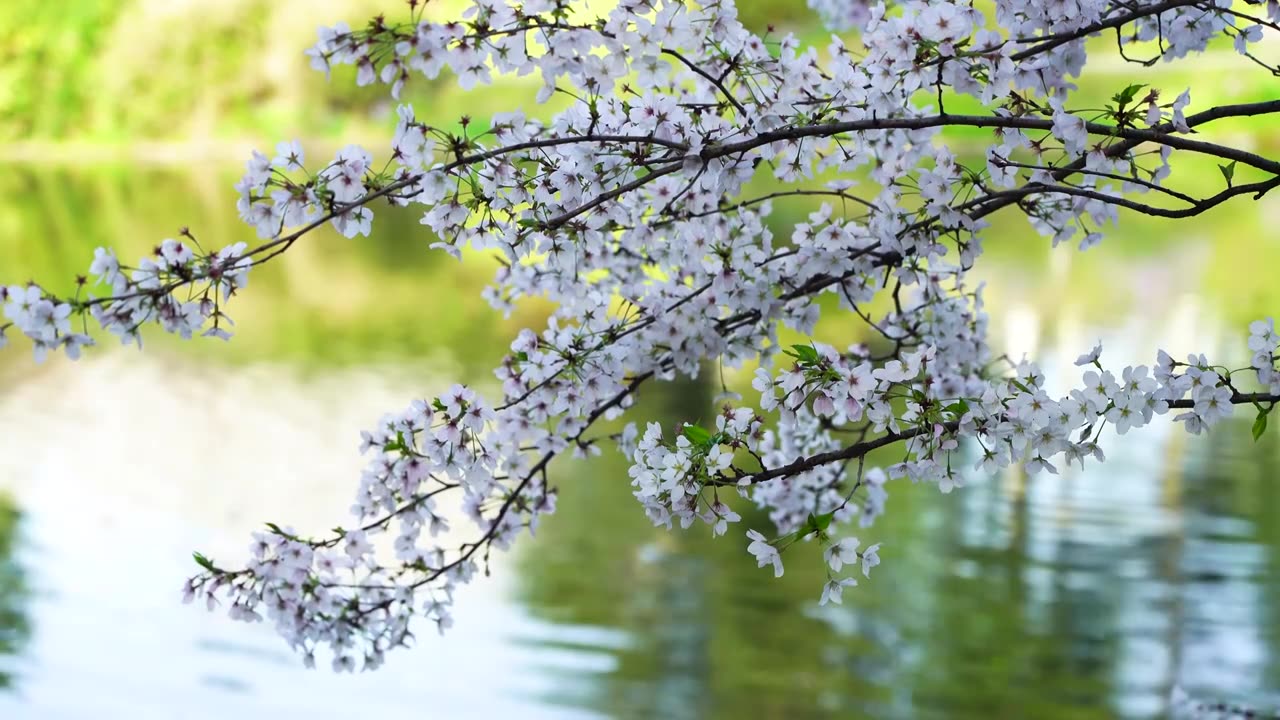 春天湖水边盛开绽放的樱花花簇视频素材