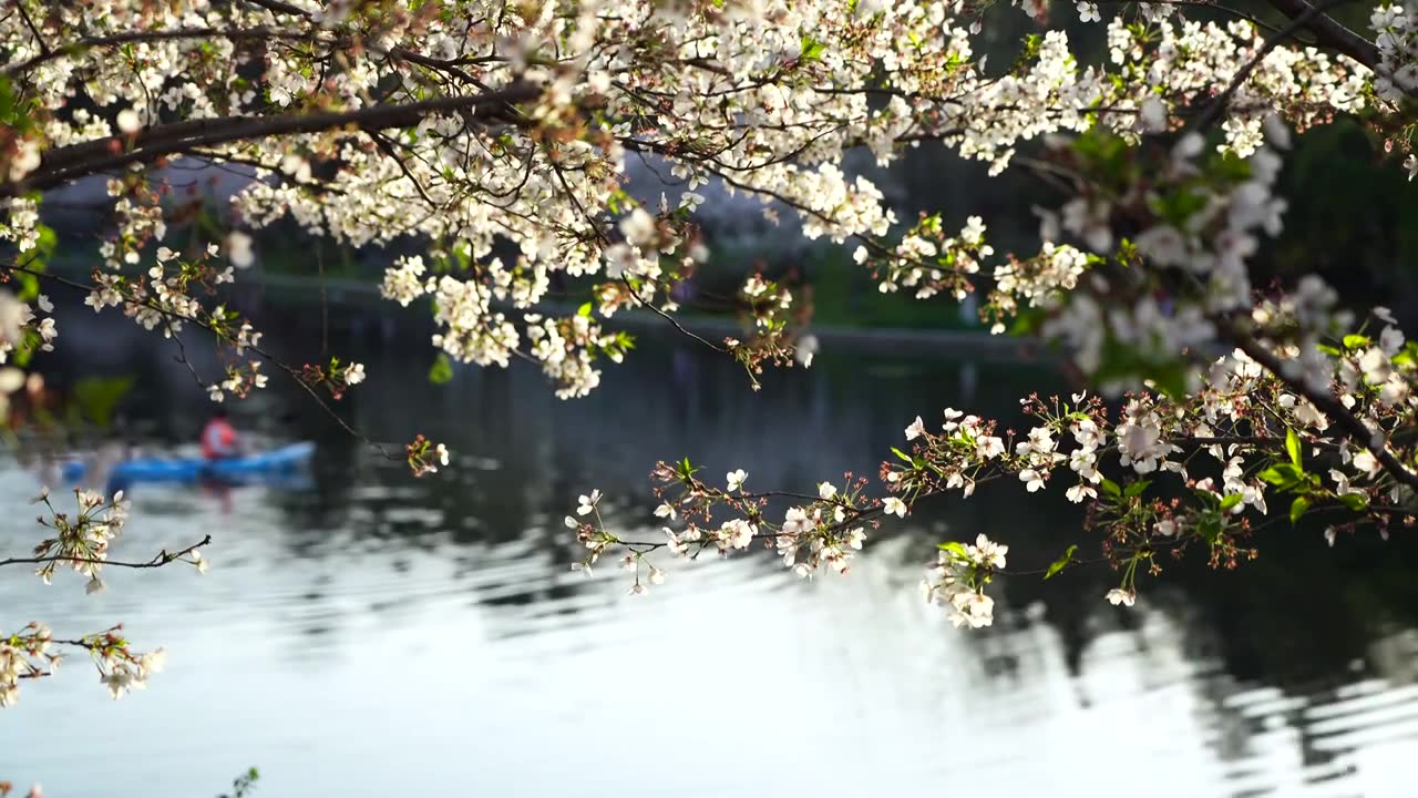春天逆光樱花树下划船春游休闲度假视频下载