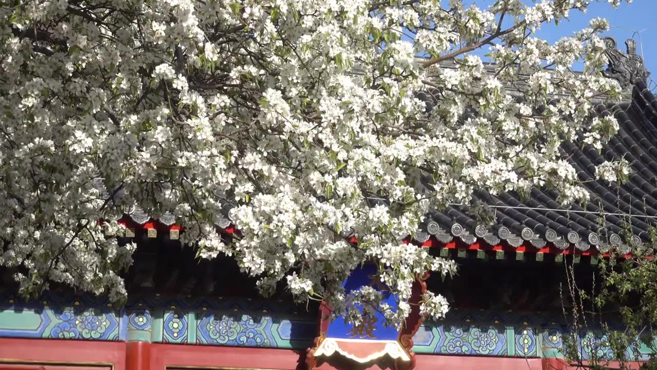 北京明代智化寺盛开的梨花实时视频视频下载