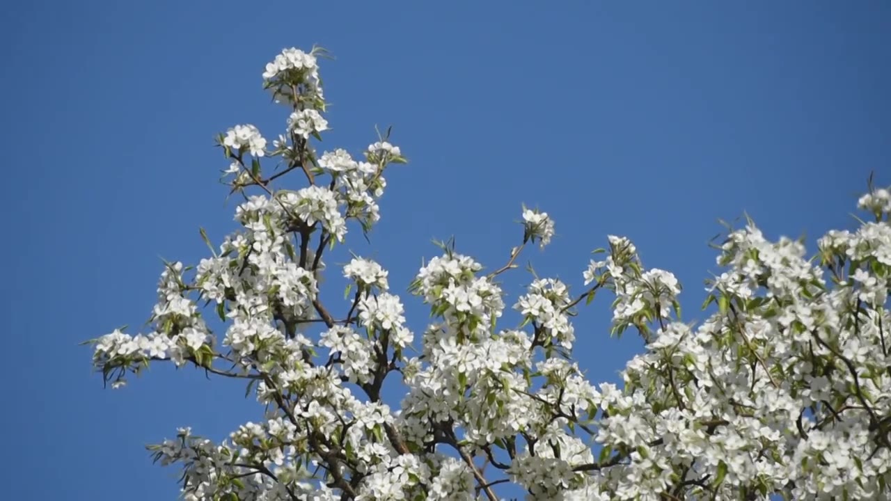 蓝天背景下盛开的白色梨花实时视频视频下载