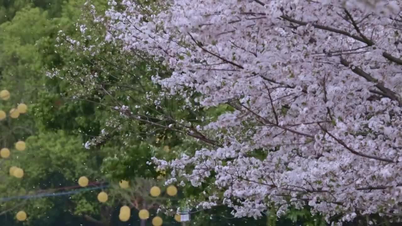 樱花飘落视频下载